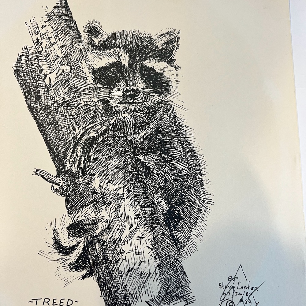 Raccoon Art Print – Signed Ink Drawing by Canadian Artist Steve Carter - Picture 4 of 7